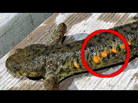 17 Amazing Animal Defense Mechanisms