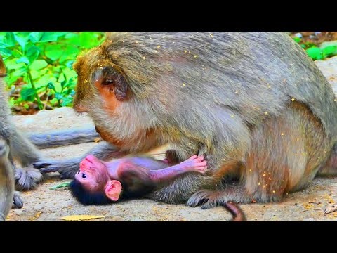 Wooo...! The Small MOnkey Newborn Was Sleeping To Wait For Milk - While Mummy Got Little Only