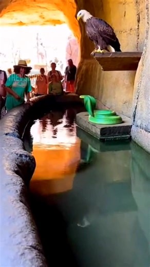 Sky vs Water vs Land – Eagle, Eel & Python Epic Survival Battle #wildlife #animal | Vansh Pandit