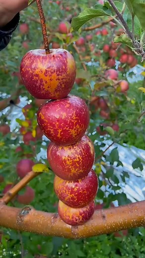 ‏Farm fresh ninja fruit cutting #219 | fruits reaction #shorts