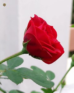 73K views · 10K reactions | Rose Plant ~ Red Roses | Roses | Facebook