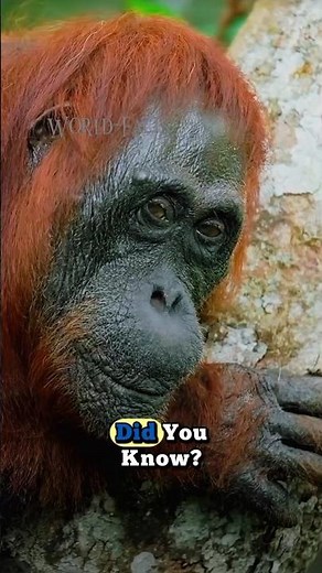 Amazing Facts About the Orangutan – The Forest Human! #animals #facts