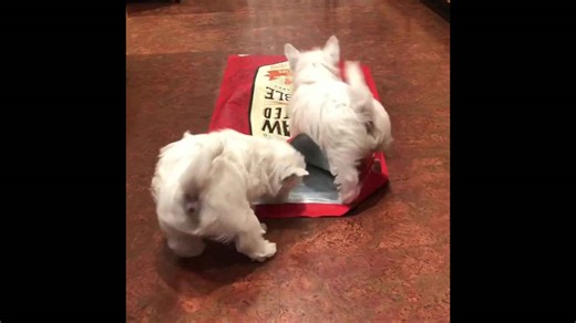 Puppies surprise with unexpected appearance from dog food bag in Lancaster, USA