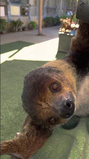 International Sloth day