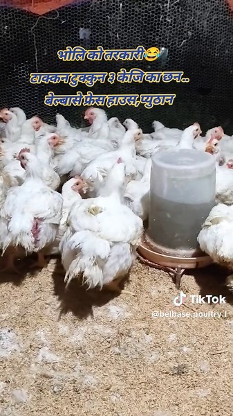 सस्तो सुलभ तरकारी विकल्पहरू प्युठानमा