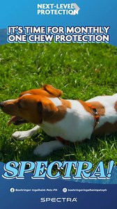 Spectra is a veterinarian-prescribed oral parasiticide designed to deliver comprehensive, broad-spectrum protection for dogs and puppies via a single, monthly, palatable chew. Its primary use is to simplify routine pet care by targeting both external and internal parasites simultaneously. The chew rapidly eliminates common ectoparasites, including fleas and various ticks (like the paralysis tick). Spectra also contains ingredients essential for heartworm disease prevention and is highly effectiv