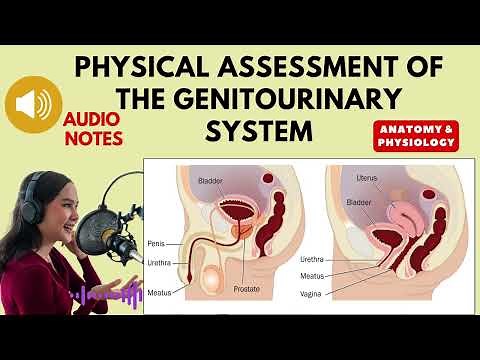 Physical Assessment of the Genitourinary System. Anatomy and physiology audio notes.