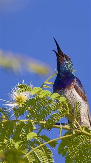 White bellied sunbird on Albizia flowers This time of year marks the flowering time for many tree species on Raptors View. One of them is the bushveld false thorn, Albizia harveyi, which has many creamy-white flowers. These flowers are much loved by one particular species of sunbird, the white-bellied sunbird (Cinnyris talatala). | Derek Keats