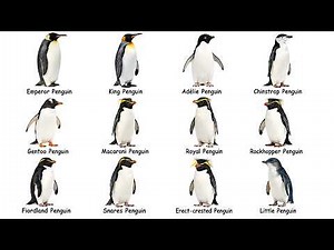 Every Type of Penguin Explained