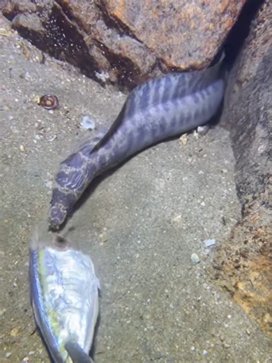 Fishing Adventure: Catching Big Fish and Lobsters