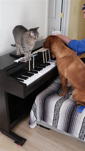 Ruby and Pearl Play Classical | Ruby the Labrador