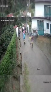 436K views · 6.7K reactions | Elephant chases workers in a coffee plantatior. cctv footage from Coorg #wildlife #elephant | Wild Safari | Facebook