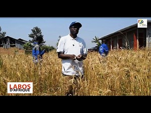 Cultiver le blé pour limiter les importations : Le pari de l'Université de Dschang