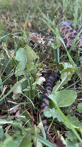 Hear that? This clever (and non-venomous) fox snake will shake its tail and mimic the sound of a rattlesnake to keep predators at bay. (We'll say it again, NOT VENOMOUS.) Fox snakes are one of Iowa's most common snakes. While they're not venomous (yes, again) it's always a good idea to give all snakes and wildlife plenty of space. Video description: a fox snake being held in a person's hands, sticking out its tongue; then the snake in the grass, showing its body moving; then the snake in the gra