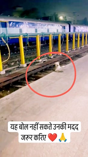 469K reactions · 6.7K shares | यह बोल नहीं सकते इनकी मदद जरुर करिए ❤️ Follow: @choti.si_asha #doglovers #dogs #pet #dogstagram #instadog #animal #puppylove #doglover #petstagram #dogoftheday #puppiesofinstagram #ilovemydog #puppies #doglife #petsofinstagram #catlovers #pitbull #goldenretriever #helping #explorepage #view #reelsinstagram | Choti.si_asha | Facebook