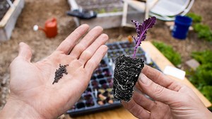 Today I want to share with you a Method of starting seeds that will change your life! I have been growing my own plants from seed for 10 years now, and throughout those years I have refined my process to make it simple, fun, and effective. If you want to get the most out of your garden starting your own seeds is the best place to start, and today I will show you how to do that. Thanks for the kind words and support 😁🐕❤️ → Birdies Raised Beds: COUPON CODE: TUCK https://shop.epicgardening.com SU