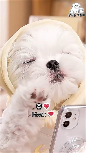 강아지 엑스레이 찍었는데 몸에서 나온 것 ㄷㄷ (ft. 뽀동이 굿즈 런칭)