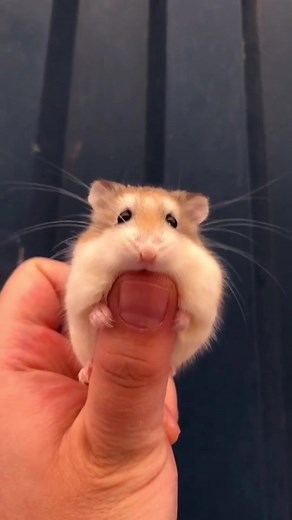 You are the cutest mouse😘#mouse #cutemouse #funny #cute