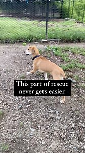 This is painful to watch over and over again. Surrenders are at an all time high right now. No matter the reason or rationale, it is a reality. Mira has come back to the guest house. She’s just had an unlucky start at only 7 months old. But we will find her a new home where she will be cared for - she’s truly just a lovely pup. We hope you check out her bio and apply for her at sghrescue.org. If you are thinking about adopting, please do your research. Please understand the level of effort a pup