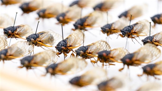 Emergence of Brood X cicadas is nearing. Here's everything you need to know to be prepared