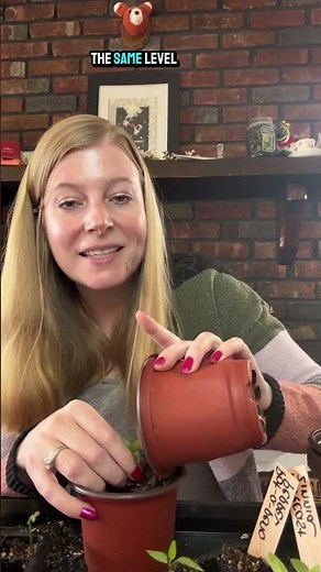 How To Up-Pot Your Pepper Seedlings