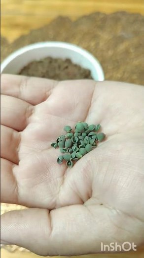 How to grow "Kalanchoe daigremontiana/Mother of Thousands/Alligator Plant/Mexican Hat Plant" by pup?