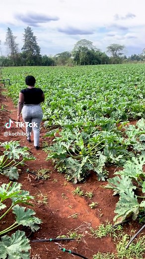 #femalefarmer #courgettefarmingkenya #farmlife #youngfarmer #fyp