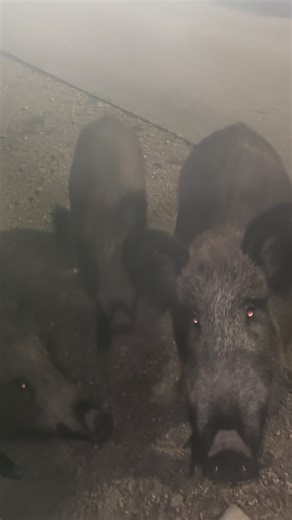 Exploring Witchcraft and Modern Practices