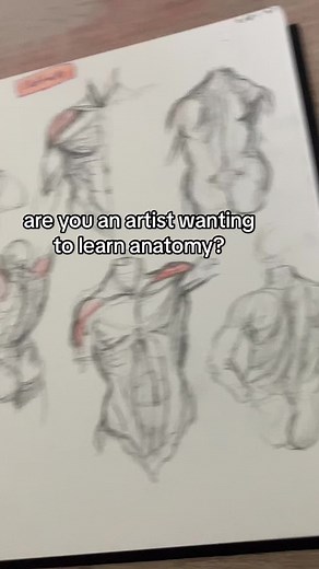 Artistic Anatomy Drawing: Learning from Proko