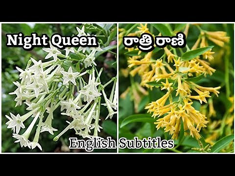 Night Queen/Raat ki Rani/Night blooming jasmine plant care & propogation | Prema's Garden