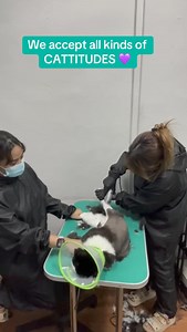 15K views · 67 reactions | Understanding the Cat and Feline-Friendly...