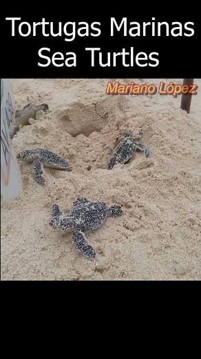 🐢 Sea turtles - 👉 This is how they are born