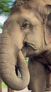 Have you ever noticed that elephants sometimes hold their own trunks? This behavior can happen for several reasons, depending on the situation. When an elephant is in a place where they feel calm and safe, it can also be a sign of relaxation and comfort — just like our beautiful Mintra here. She’s about to take a nap, gently holding the tip of her trunk in her mouth, feeling peaceful and secure in the comfort of her home. 🐘🌿 หลายคนอาจเคยสังเกตเห็นพฤติกรรมของช้างที่คาบงวงของตัวเองใช่ไหมค่ะ พฤติ