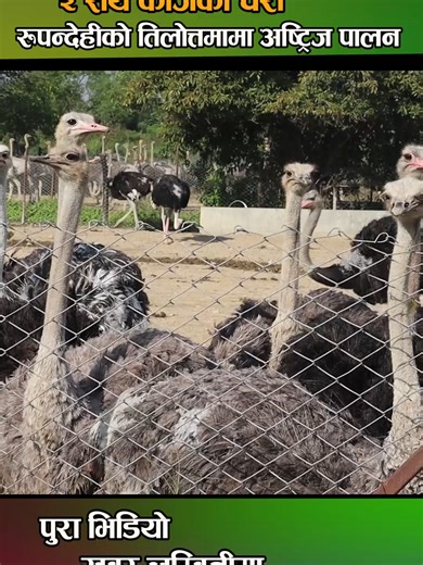 Ostrich Farming in Nepal: Insights and Meat Prices