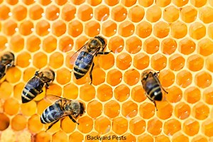 Find Out If Ground Bees Make Honey And Why (Or Why Not)