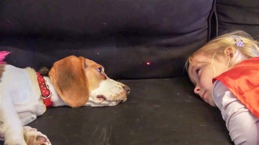 Funny puppy and little girl react to laser pointer antics