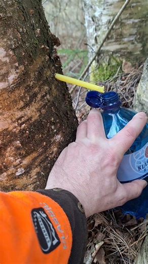 Birch sap or birch water how to make it with a Pro-Craft cordless screwdriver full bottle in 3 hours