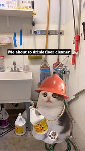 Beans found a refreshing beverage to quench his thirst #cats #cat #catmemes #justhanginaround #catjokes #memes #meme #sillylilguy #sillycats #cutecats #constructionlife #heavyequipment #skilledtrades #skilledlabor #hardwork #bluecollar #bluecollarlife #contractormemes #contractors #contractorlife #dirtyjobs #explorepage #bluecollarpride #construction #constructionworker #trades #constructionfails #constructionfail | Catswithhardhats