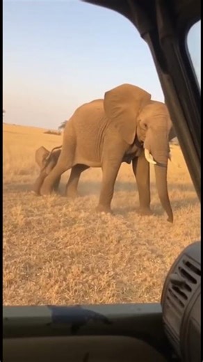 Tourists Capture Intense Lion vs Elephant Clash Up Close