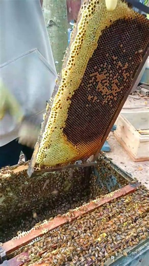 Harvest Honey With The Brood Frame #beekeeping #beekeeper #honey #beeproducts