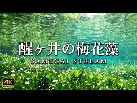 Cute flowers blooming beneath the surface of cold spring water / Underwater flowers: part 2