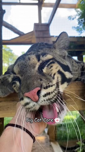 Cute Chubby Cats: Fun Moments with Big Cats