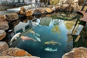 4 Types Of Ponds Best For Fish Farming (Beginners Guide)