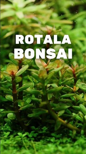 Planting one of my all time favorite plants! Rotala bonsai! Stay tuned for more plant videos 👀