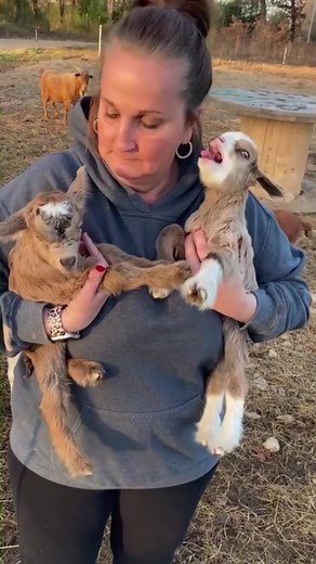 Baby Goat Crying: Heartwarming and Hilarious Moments