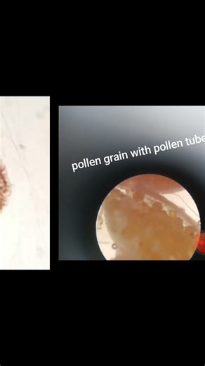 Practical biology#microscope #education #practical #biology