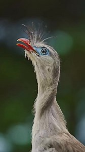 ♦️Cariama cristata ♦️Red-legged Seriema ♦️Seriema 🌎Nova Friburgo/RJ - Brazil🇧🇷 ☠️IUCN - Least concern (LC) | Canto dos Pássaros Oficial.