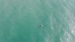 The most amazing things happen in our backyard on Topsail Island! Check out this LEATHERBACK sea turtle surfacing for air and swimming off of North Topsail Beach! This incredible footage was sent to us by C. Beltowski who filmed it near mile marker 14. Leatherbacks are the largest species of sea turtle and are summer visitors to North Carolina. They love to eat jellyfish off of our coast and very rarely nest on our beaches! All conservation work for endangered sea turtles at #KBSTRRC and on Tops