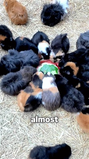He Found a Genius Way to Feed 80 Guinea Pigs