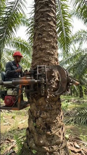 Amazing Technology for Palm Oil Harvesting! #palmoil #palmoilharvest #shorts #shortvideo #subscribe